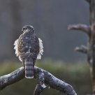 Eurasian Sparrowhawk